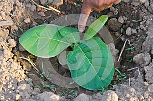 Disease on tobacco leaf.