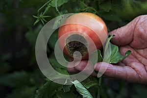 Disease of tomatoes. Blossom end rot on the fruit. Damaged red tomato in the farmer hand