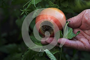 Disease of tomatoes. Blossom end rot on the fruit. Damaged red tomato in the farmer hand photo