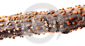 Disease on a tree branch isolated on a white background