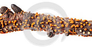 Disease on a tree branch isolated on a white background