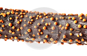 Disease on a tree branch isolated on a white background