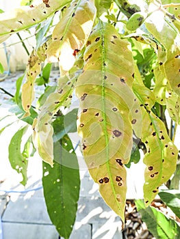 Disease of tree on young leaves of mango tree
