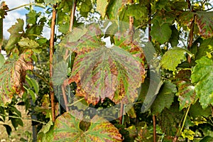 Diseased affected leaf of grapes close-up macro. The concept of protecting plantings of grapes from fungal diseases photo