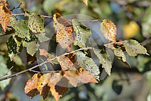 Diseased autumn leaves