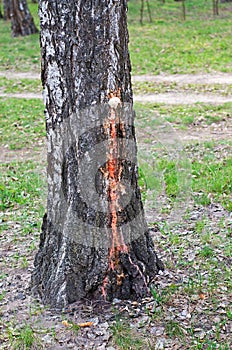 diseased birch