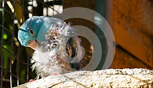 Diseased blue small parrot, scratching from the itch and plucking its feathers, probably bird lice or mites