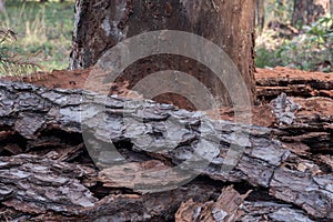 Diseased damaged pine tree