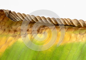 ÃÂDiseased leaf