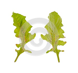 Diseased leaf of Gerbera Daisy