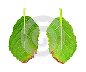 Diseased leaf of Hydrangea serrata Blue Bird