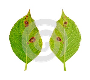 Diseased leaf of Hydrangea serrata Blue Bird - fu photo