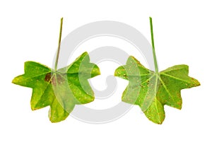 Diseased leaf of Pelargonium peltatum photo