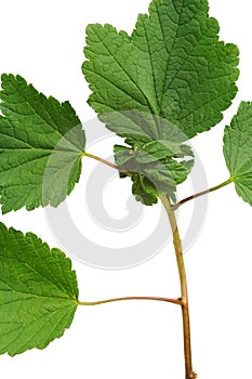 Diseased Red currant leaves, attacked by aphids