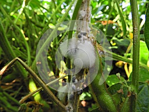 Diseased soybean with sclerotium stem rot (Sclerotinia sclerotiorum).