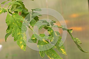 Diseased tomato leaf. Fungal disease on the leaves