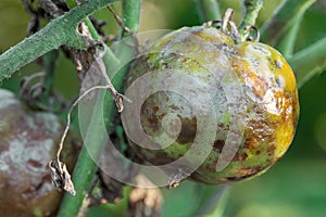 Diseased tomatoes