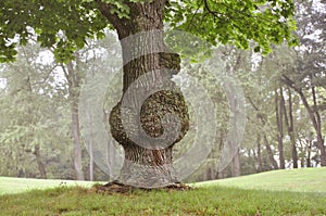 Diseased Tree with Burls Unique
