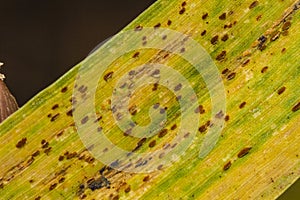 Diseased wheat leaf