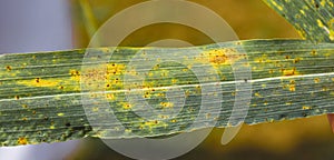Diseased wheat leaf