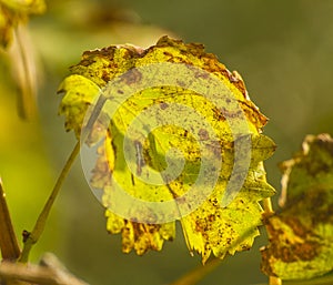 Diseased wine leaf