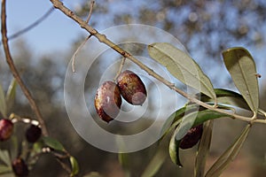 Diseases affect olive trees