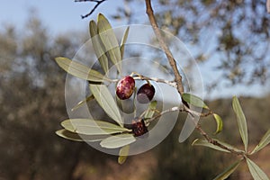 Diseases affected olive trees