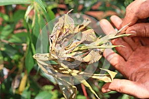 Diseases of cassava plant and root