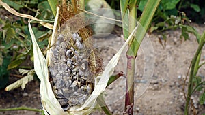 Diseases of Corn. Ustilago Maydis.