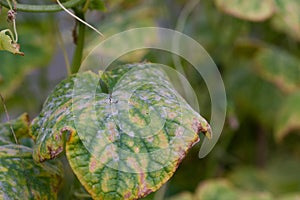 Choroby z uhorky. uhorka listy ovplyvnená podľa choroba. selektívny sústrediť 