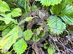 Diseases on the leaves and shoots strawberries