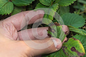 Diseases of the leaves of strawberries