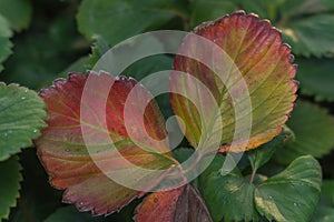 Diseases of the leaves of strawberries