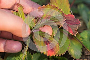 Diseases of the leaves of strawberries