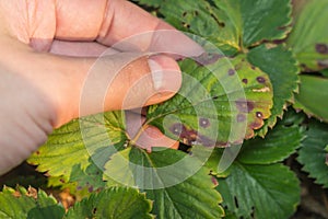 Diseases of the leaves of strawberries