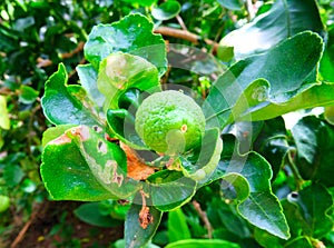 Diseases of lime by Citrus Leafminer(Phyllocnistis citrella Stainton).