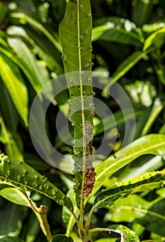 Diseases mango leaf in garden