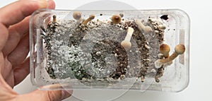 Diseases of the mycelium of fungi during the cultivation of mushroom culture