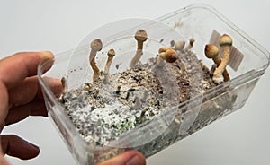 Diseases of the mycelium of fungi during the cultivation of mushroom culture