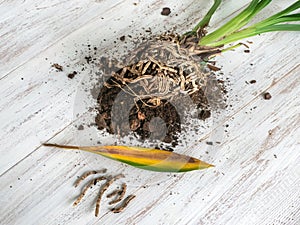 Diseases of orchid roots, breeding Cambria orchids. Home floriculture, plant care concept