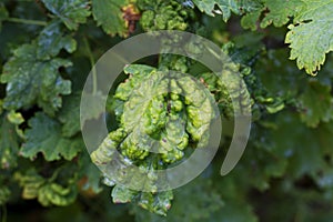 Diseases and pests of berry bushes. Damaged leaves on a red currant leaves strongly affected with Gall Aphid on currants