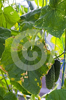 Diseases and pests on the leaves of cucumbers