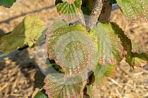 Diseases and pests of nuts and leaves of hazelnut bushes close-up. The concept of chemical garden protection