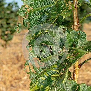 Diseases and pests of nuts and leaves of hazelnut bushes close-up. The concept of chemical garden protection