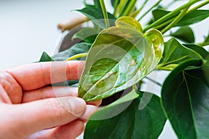 Diseases and pests, proper care for houseplant anthurium