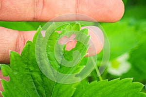 Diseases of strawberry leaves parasites