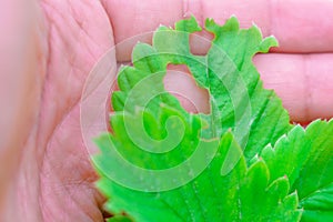 Diseases of strawberry leaves parasites