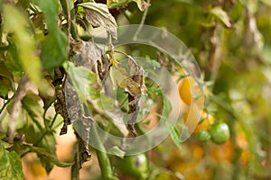 Diseases Of Tomato, late blight.