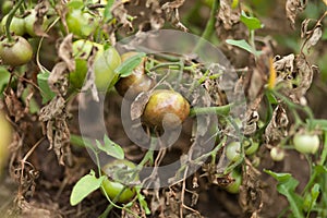 Diseases Of Tomato, late blight. Fighting Phytophthora. photo