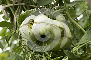 Diseases of tomatoes. Physiological disorder. Plant anomalies. Scarring and cracking. Ugly vegetable photo